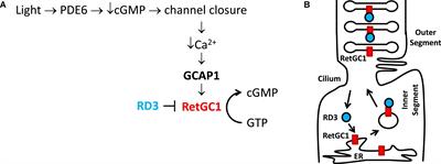 Structural basis of retinal membrane guanylate cyclase regulation by GCAP1 and RD3